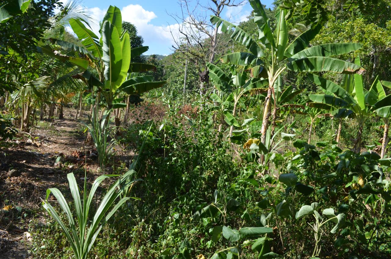 Eighth image of ab & c The Rhine, Bath in Bath, St. Thomas, Jamaica - property is For Sale