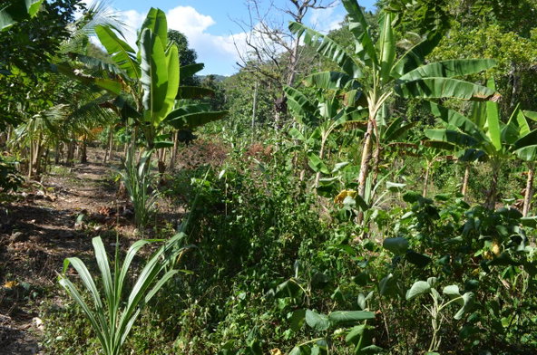 Eighth image of ab & c The Rhine, Bath in Bath, St. Thomas, Jamaica - property is For Sale