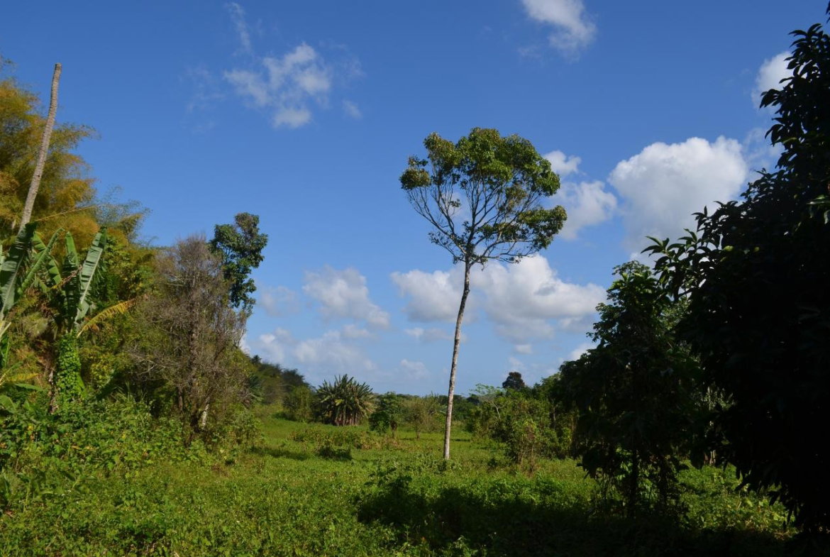 Ninth image of ab & c The Rhine, Bath in Bath, St. Thomas, Jamaica - property is For Sale