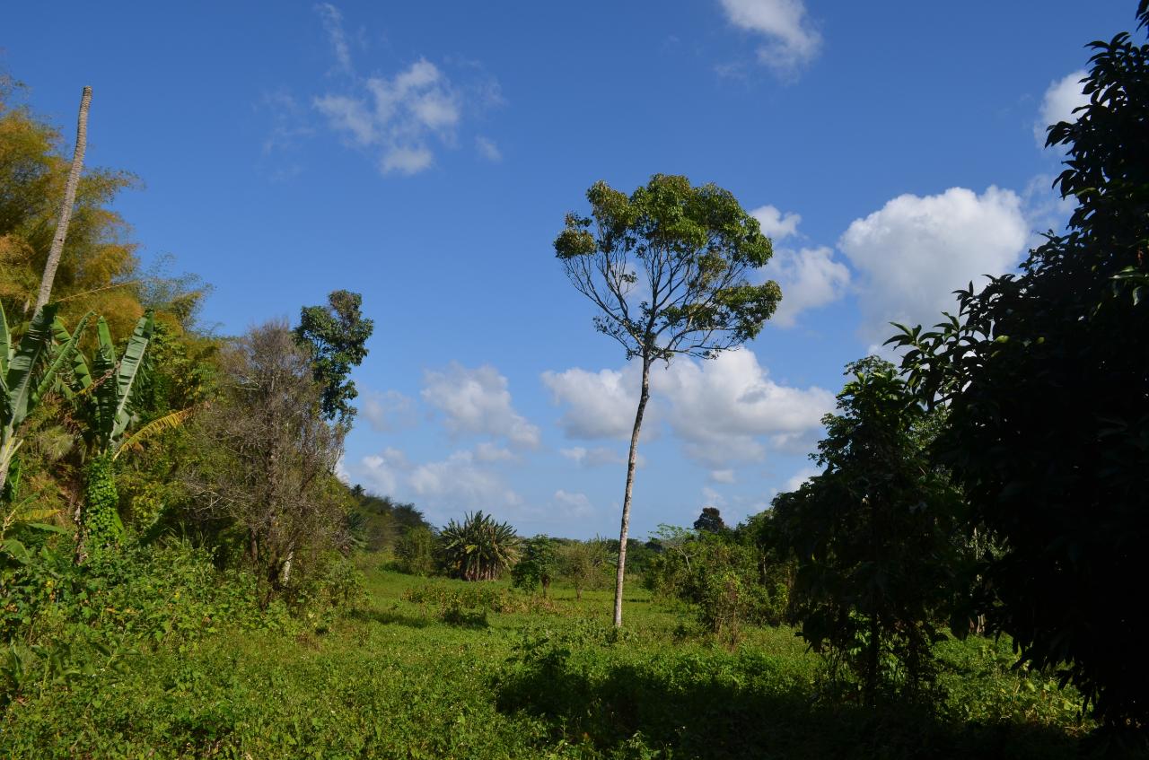 Ninth image of ab & c The Rhine, Bath in Bath, St. Thomas, Jamaica - property is For Sale