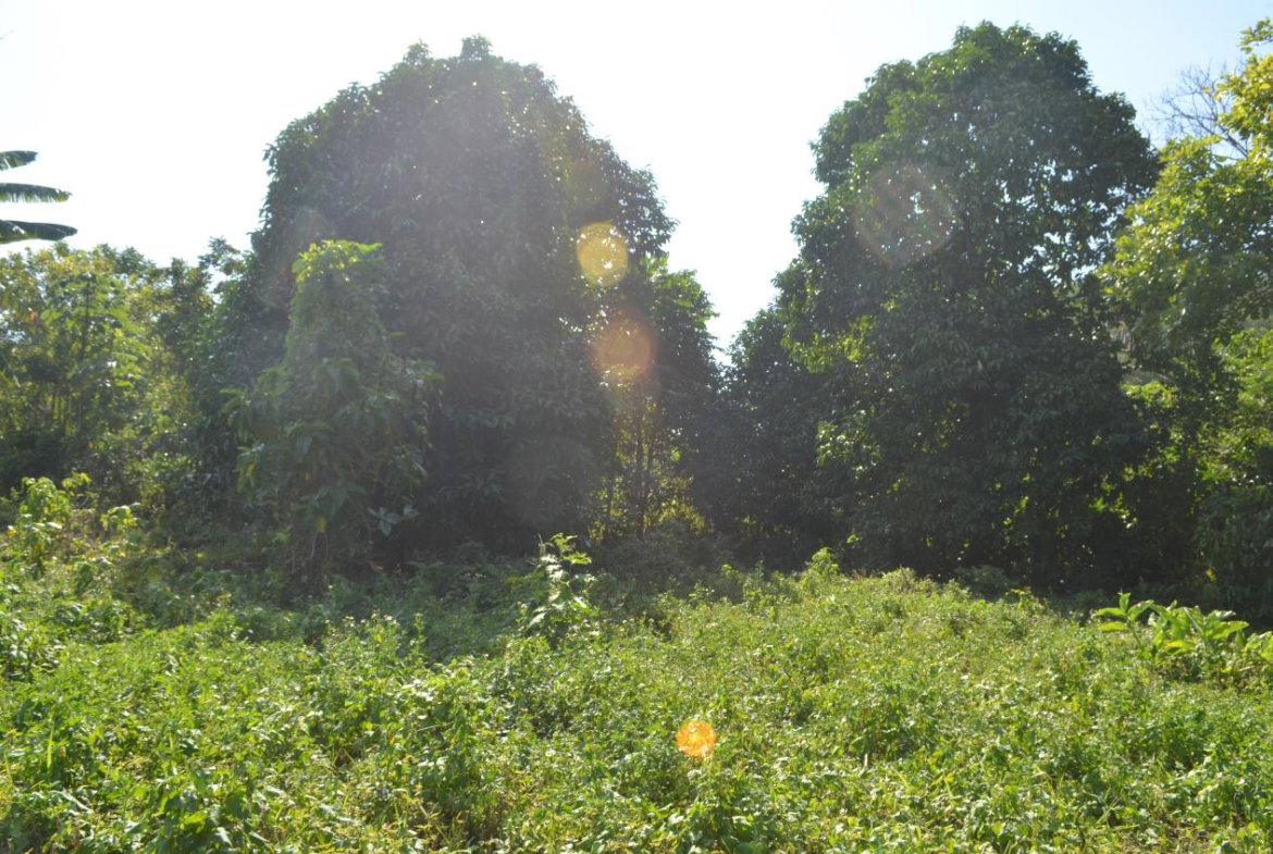 Tenth image of ab & c The Rhine, Bath in Bath, St. Thomas, Jamaica - property is For Sale