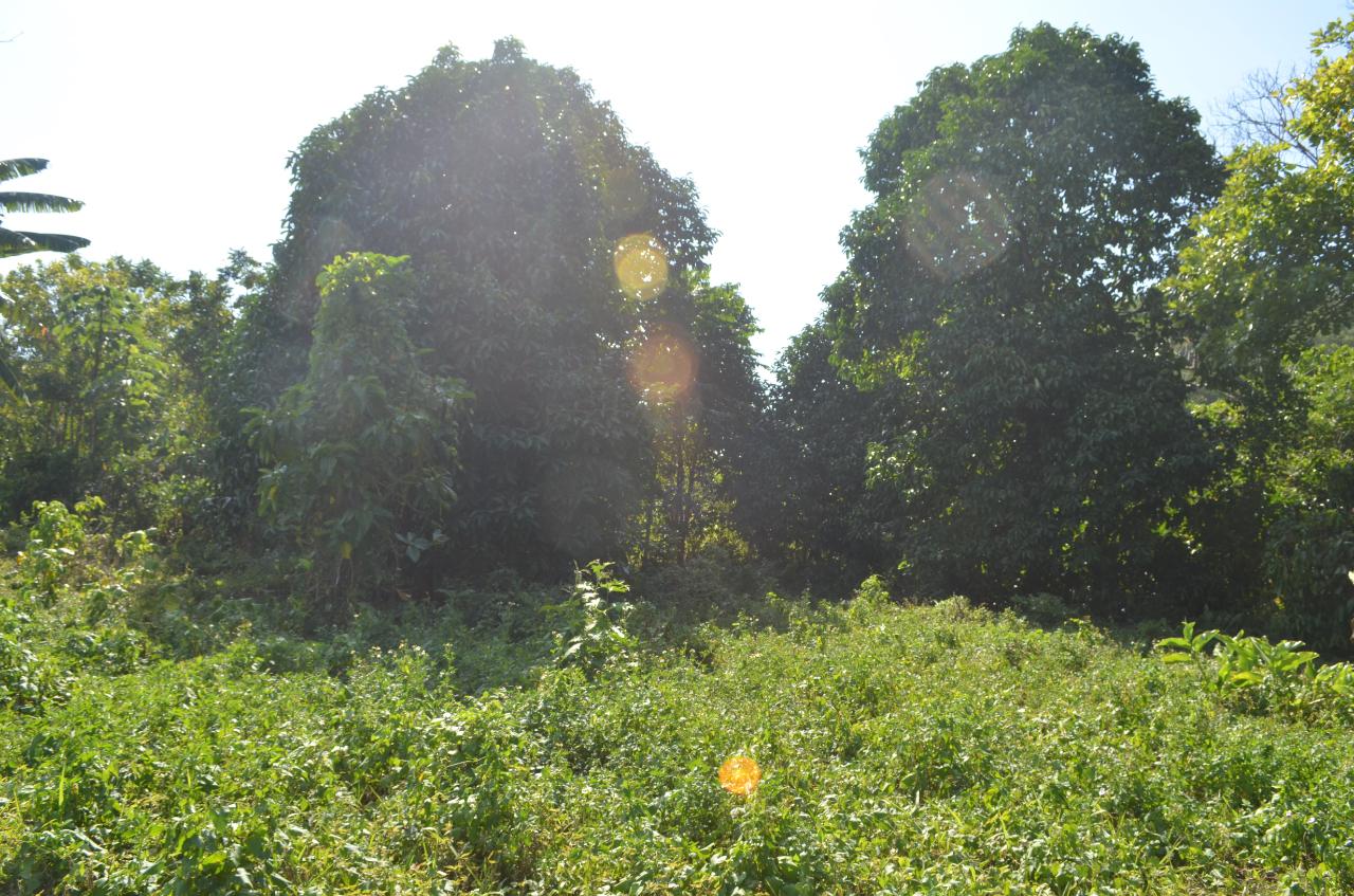 Tenth image of ab & c The Rhine, Bath in Bath, St. Thomas, Jamaica - property is For Sale