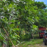 First image of Lot # 14 Brimmer Hall, Port Maria, in Port Maria, St. Mary, Jamaica - property is For Sale