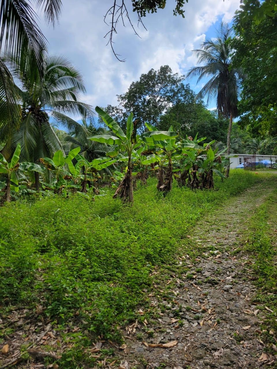 Fourth image of Lot # 14 Brimmer Hall, Port Maria, in Port Maria, St. Mary, Jamaica - property is For Sale