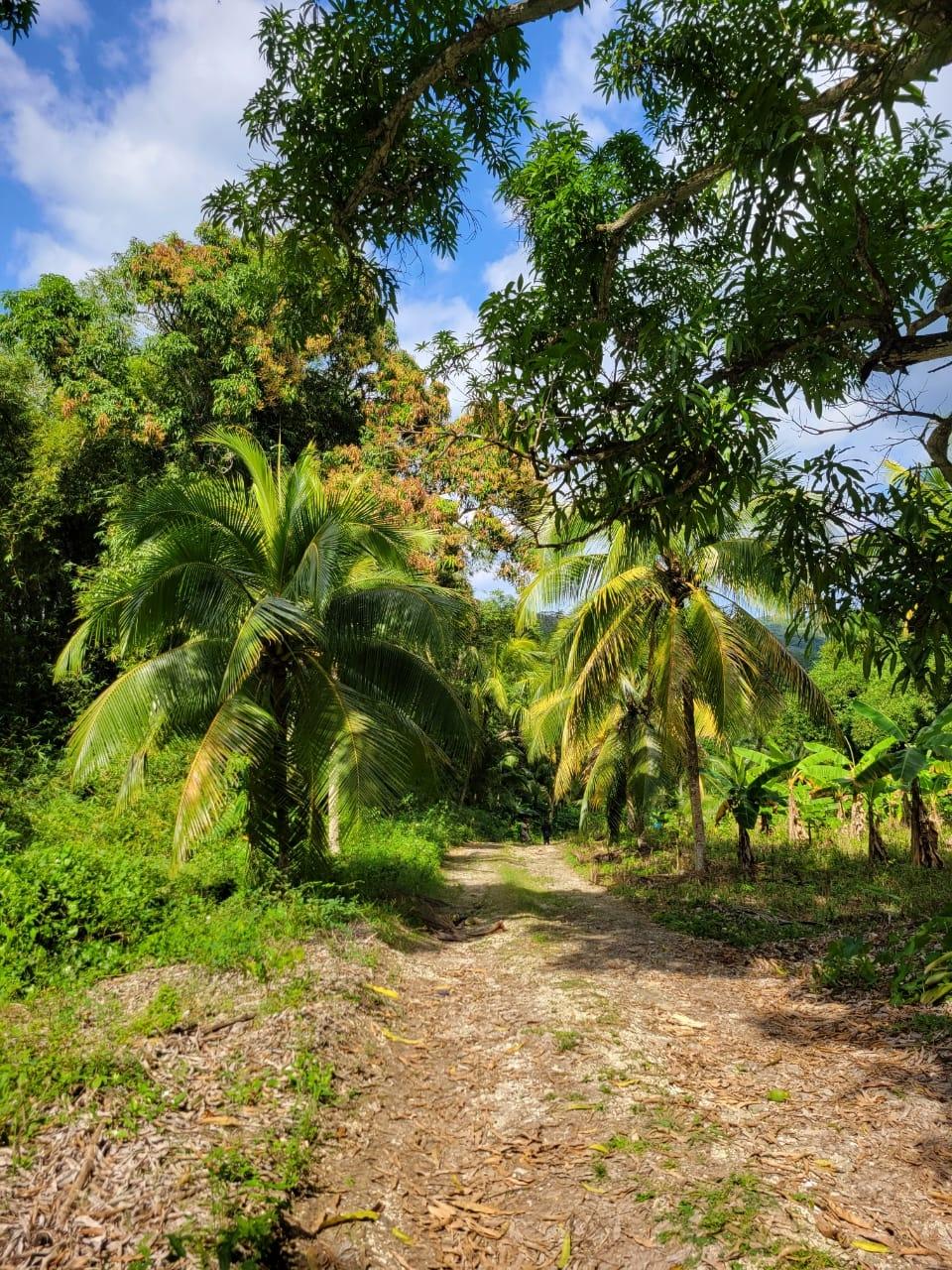 Fifth image of Lot # 14 Brimmer Hall, Port Maria, in Port Maria, St. Mary, Jamaica - property is For Sale