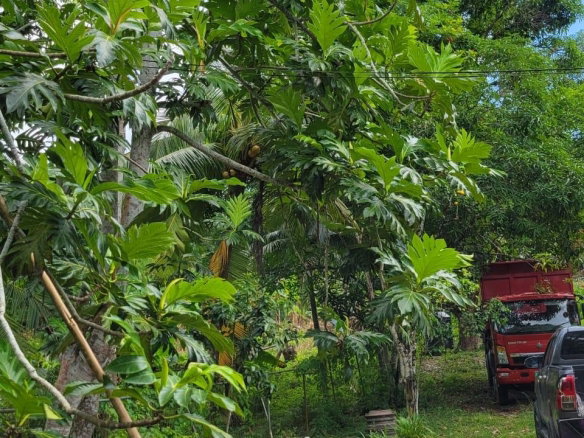 First image of Lot # 14 Brimmer Hall, Port Maria, in Port Maria, St. Mary, Jamaica - property is For Sale