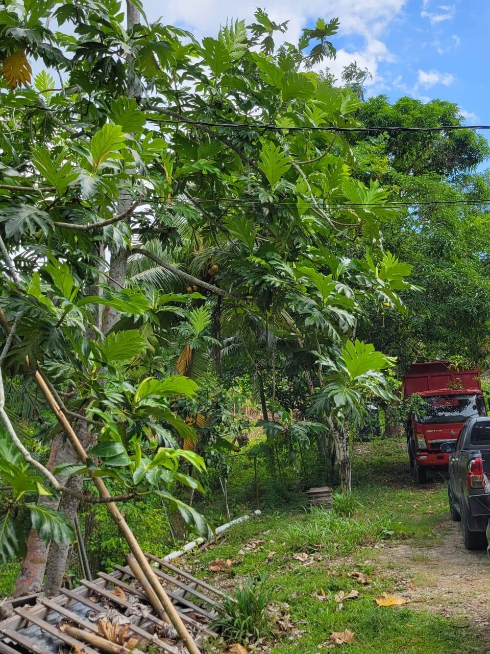 First image of Lot # 14 Brimmer Hall, Port Maria, in Port Maria, St. Mary, Jamaica - property is For Sale