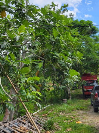 First image of Lot # 14 Brimmer Hall, Port Maria, in Port Maria, St. Mary, Jamaica - property is For Sale