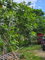 First image of Lot # 14 Brimmer Hall, Port Maria, in Port Maria, St. Mary, Jamaica - property is For Sale