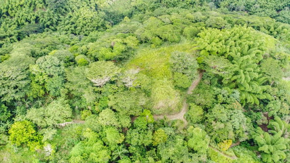 Ninth image of Peters Rock Road in Jacks Hill, St. Andrew, Jamaica - property is For Sale