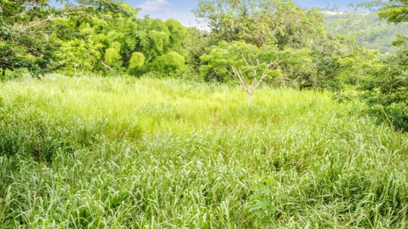 Tenth image of Peters Rock Road in Jacks Hill, St. Andrew, Jamaica - property is For Sale
