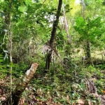 First image of Bath, St. Thomas in Bath, St. Thomas, Jamaica - property is For Sale