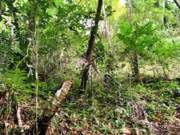 First image of Bath, St. Thomas in Bath, St. Thomas, Jamaica - property is For Sale