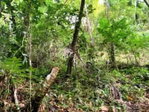 First image of Bath, St. Thomas in Bath, St. Thomas, Jamaica - property is For Sale