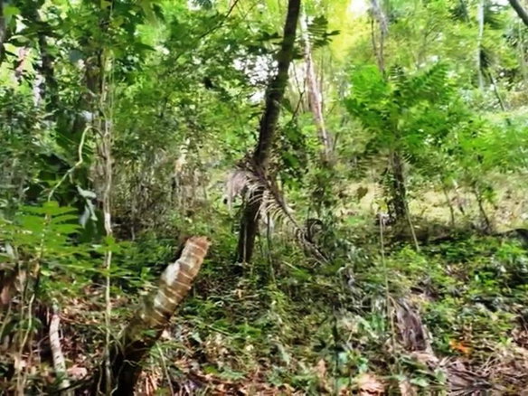 First image of Bath, St. Thomas in Bath, St. Thomas, Jamaica - property is For Sale