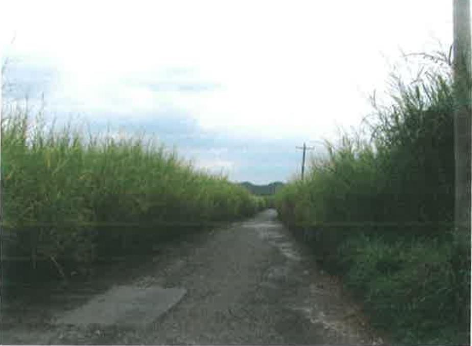 Fourth image of 9 Herring Piece, Kings Vall in Kings Valley, Westmoreland, Jamaica - property is For Sale