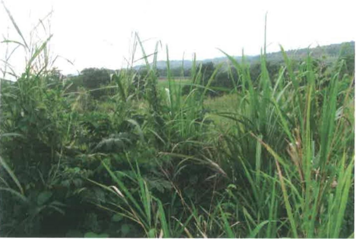 Fifth image of 9 Herring Piece, Kings Vall in Kings Valley, Westmoreland, Jamaica - property is For Sale