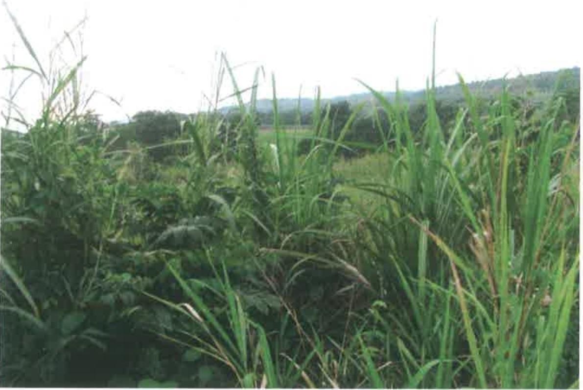 Fifth image of 9 Herring Piece, Kings Vall in Kings Valley, Westmoreland, Jamaica - property is For Sale