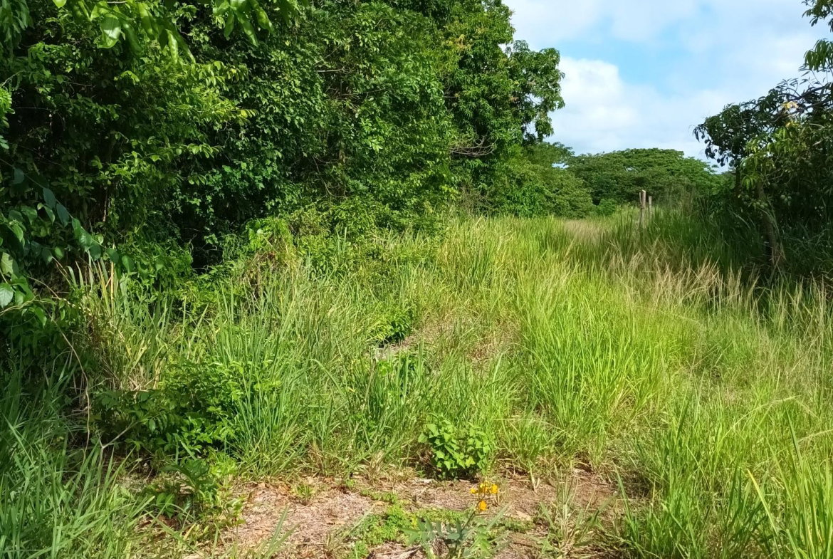 Eleventh image of Top Hill Farm, Toll Gate, in TOLLGATE, Clarendon, Jamaica - property is For Sale