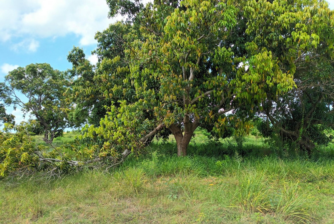 Seventh image of Top Hill Farm, Toll Gate, in TOLLGATE, Clarendon, Jamaica - property is For Sale