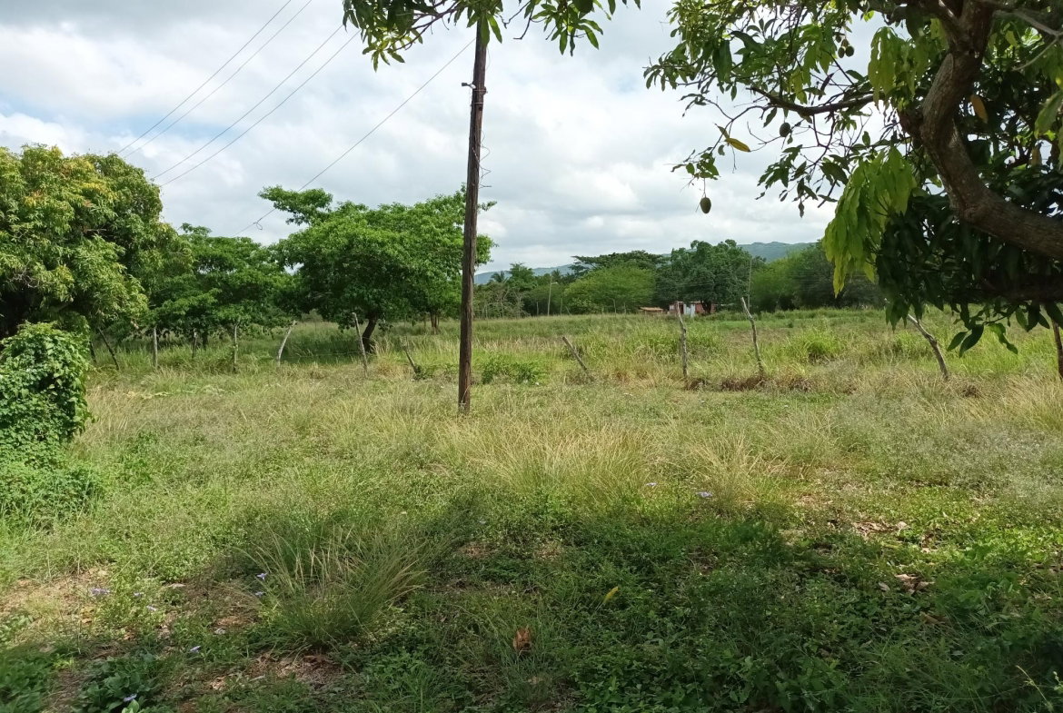 Ninth image of Top Hill Farm, Toll Gate, in TOLLGATE, Clarendon, Jamaica - property is For Sale