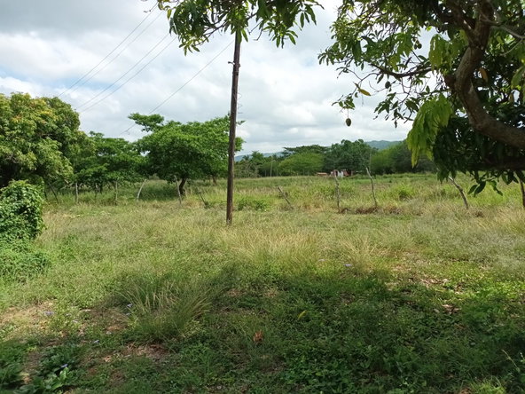 Ninth image of Top Hill Farm, Toll Gate, in TOLLGATE, Clarendon, Jamaica - property is For Sale