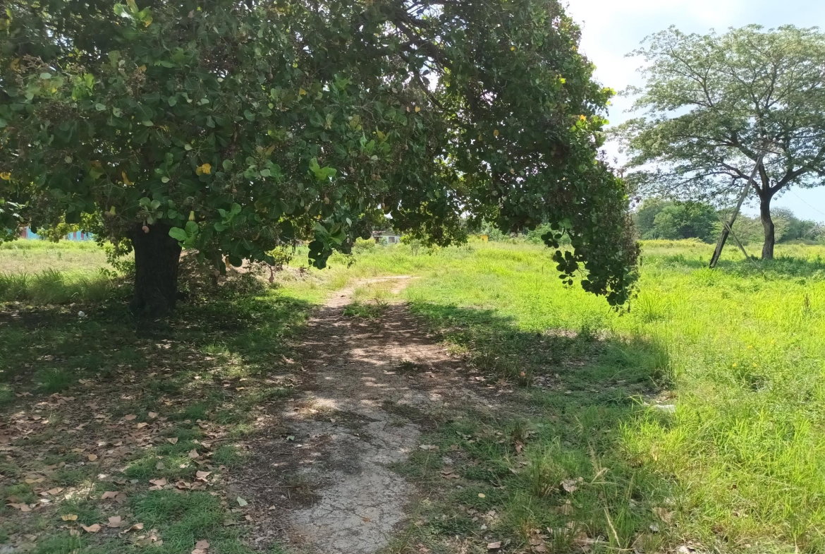 Tenth image of Top Hill Farm, Toll Gate, in TOLLGATE, Clarendon, Jamaica - property is For Sale