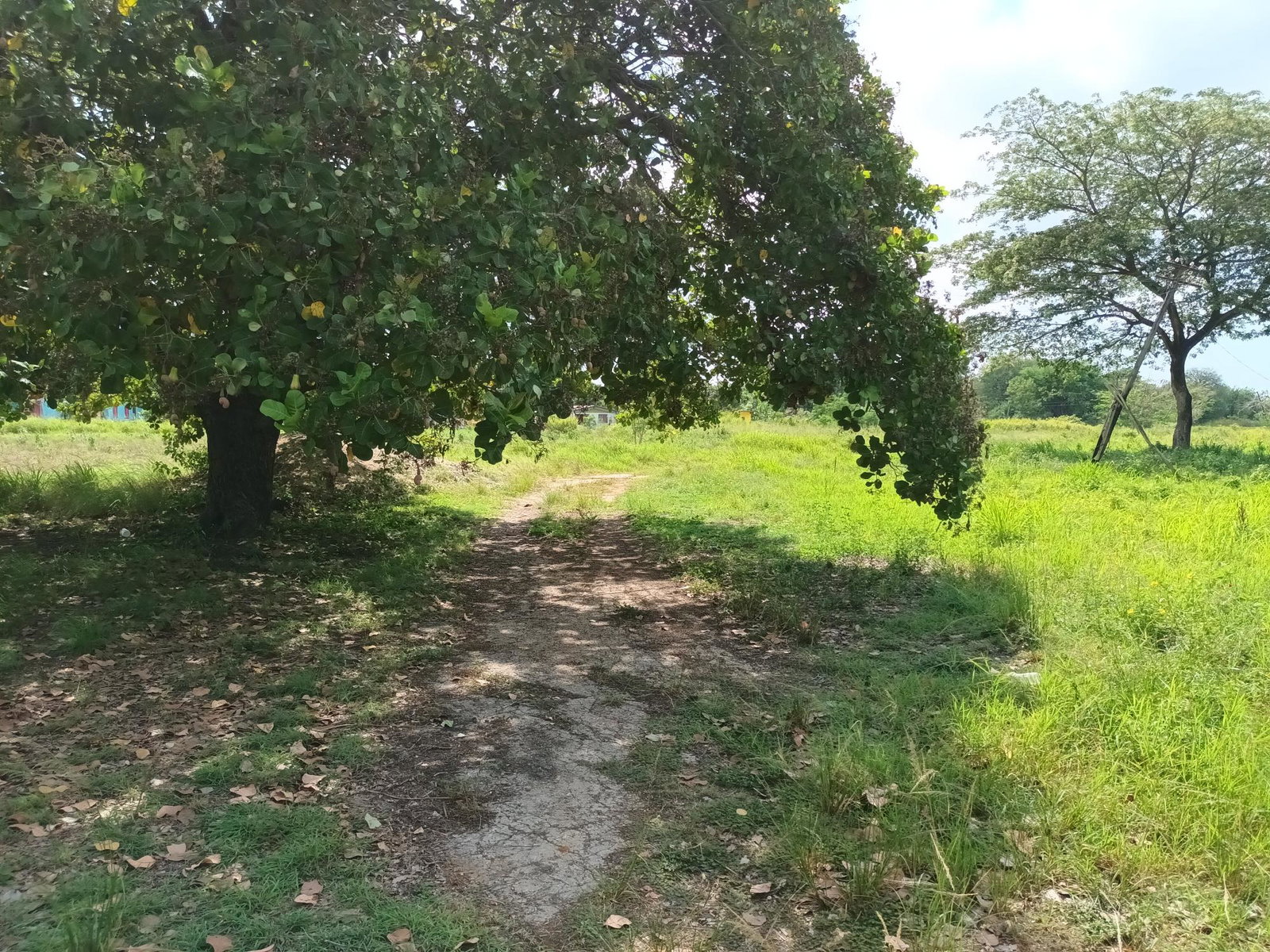 153-Acres-of-Prime-Residential-Development-Land-for-Sale-in-Clarendon-Jamaica Tenth image of Top Hill Farm, Toll Gate, in TOLLGATE, Clarendon, Jamaica - property is For Sale