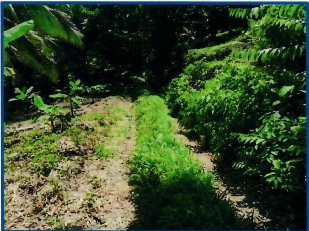 Fifth image of Betty's Hope Manchioneal in Manchioneal, Portland, Jamaica - property is For Sale