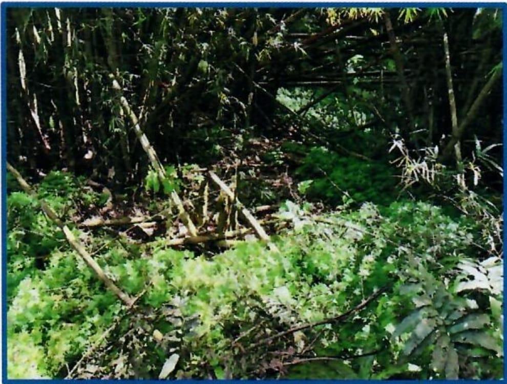Sixth image of Betty's Hope Manchioneal in Manchioneal, Portland, Jamaica - property is For Sale