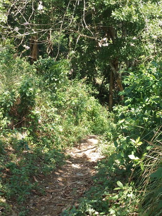 Fifth image of Part Ofcarlton, Islington in Islington, St. Mary, Jamaica - property is For Sale