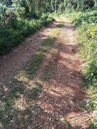 Eleventh image of 6 Paradise Estate , Elysium in Hope Bay, Portland, Jamaica - property is For Sale