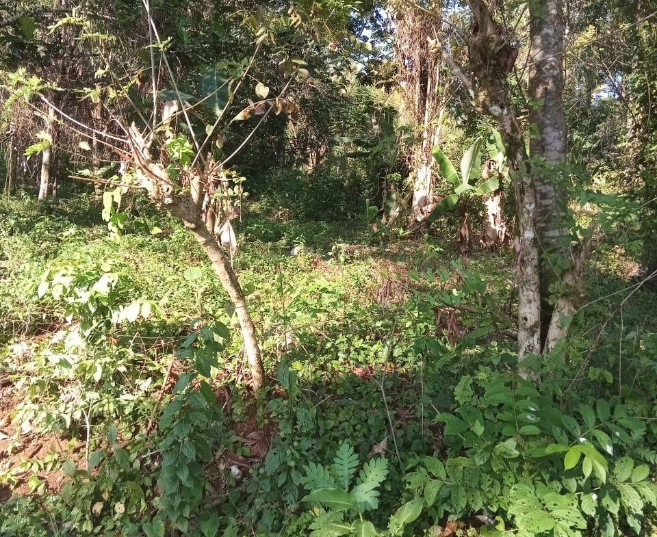 Thirteenth image of 6 Paradise Estate , Elysium in Hope Bay, Portland, Jamaica - property is For Sale
