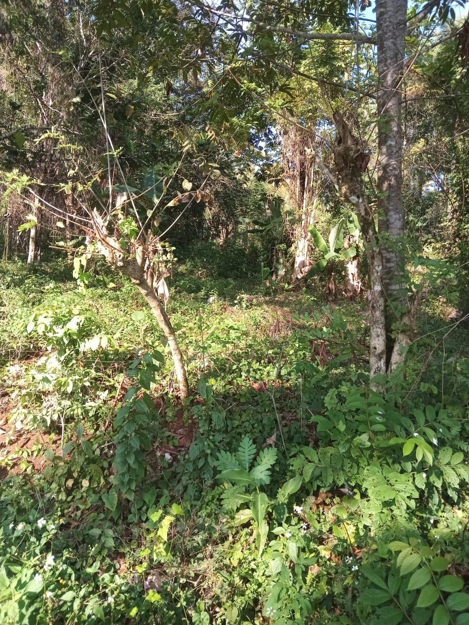17-Acres-of-Prime-Residential-Development-Land-for-Sale-in-Elysium-Jamaica Thirteenth image of 6 Paradise Estate , Elysium in Hope Bay, Portland, Jamaica - property is For Sale
