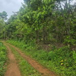 First image of 6 Paradise Estate , Elysium in Hope Bay, Portland, Jamaica - property is For Sale