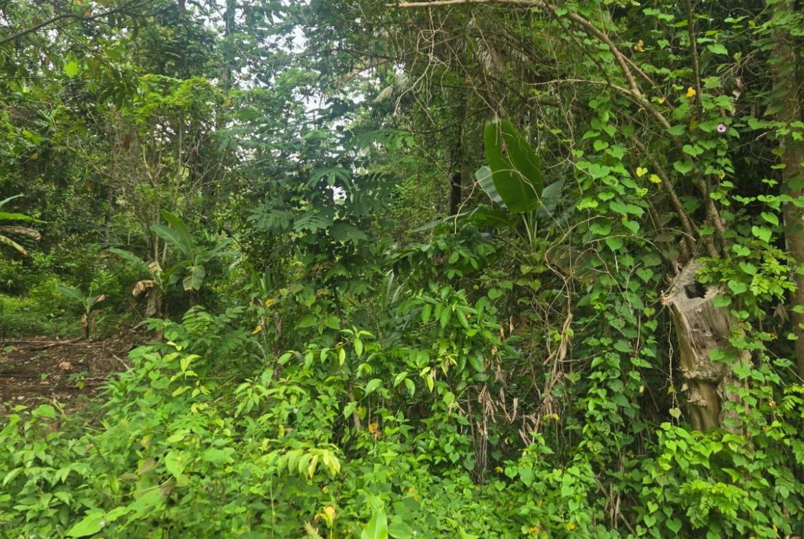 Third image of 6 Paradise Estate , Elysium in Hope Bay, Portland, Jamaica - property is For Sale