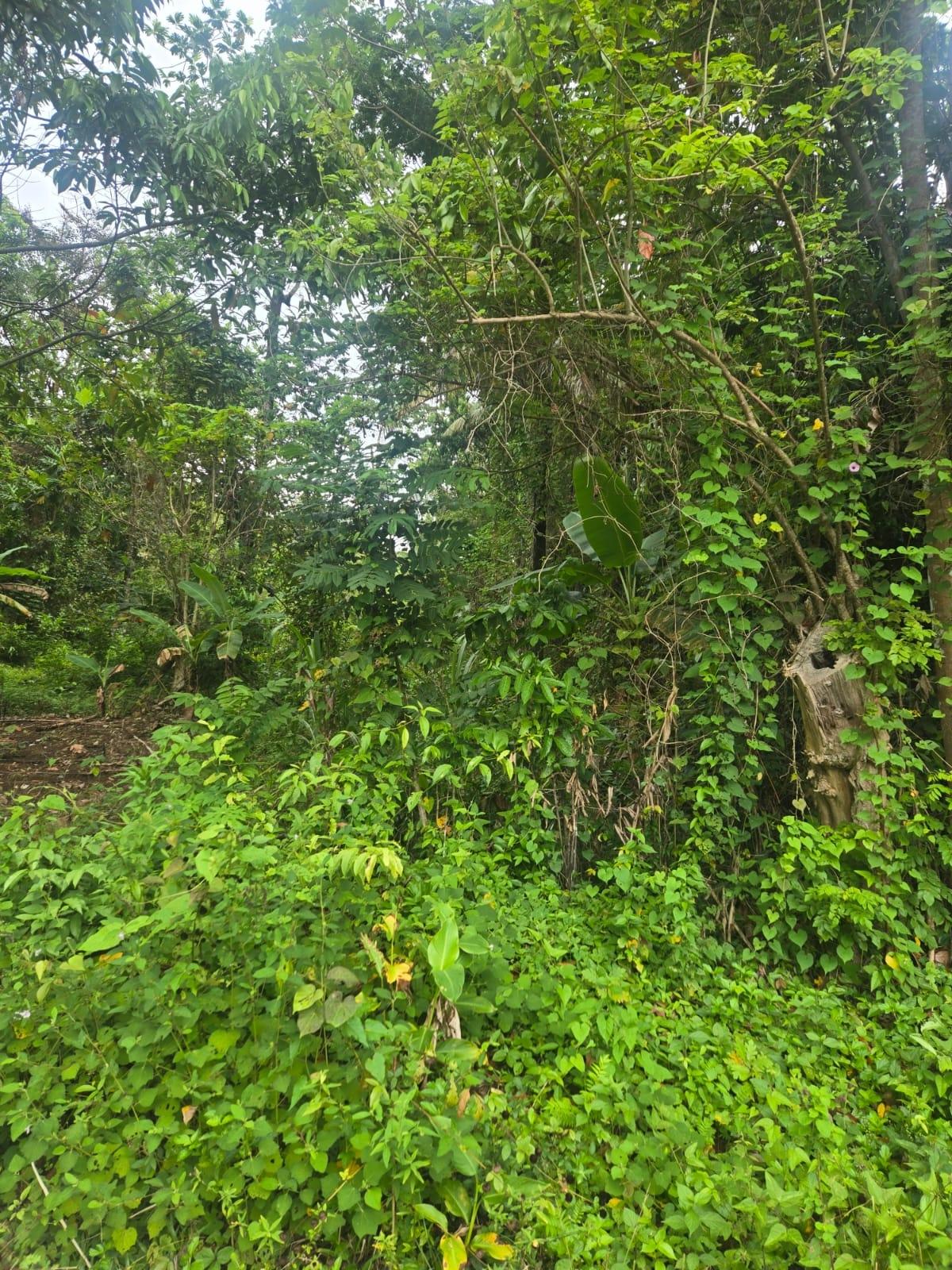 17-Acres-of-Prime-Residential-Development-Land-for-Sale-in-Elysium-Jamaica Third image of 6 Paradise Estate , Elysium in Hope Bay, Portland, Jamaica - property is For Sale