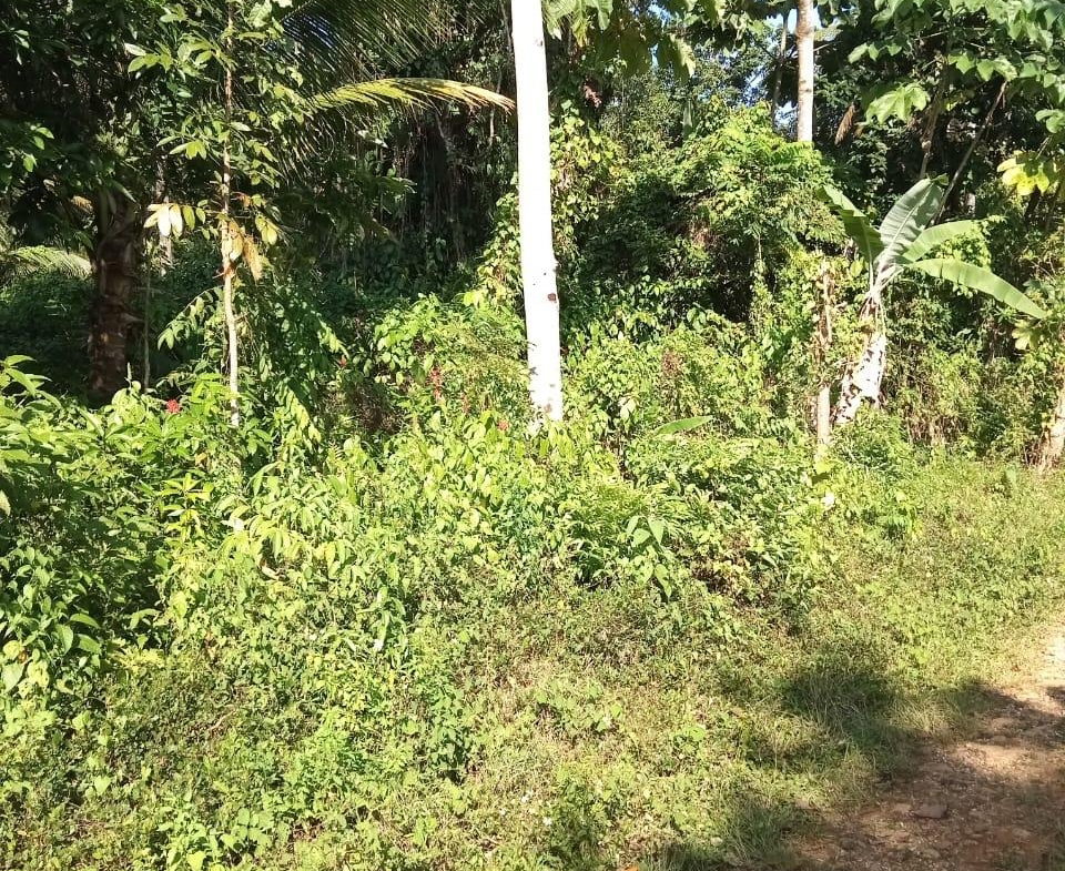 Sixth image of 6 Paradise Estate , Elysium in Hope Bay, Portland, Jamaica - property is For Sale