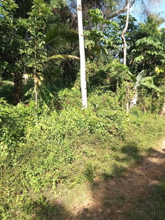 Sixth image of 6 Paradise Estate , Elysium in Hope Bay, Portland, Jamaica - property is For Sale