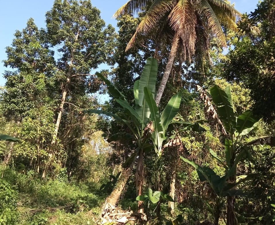 Seventh image of 6 Paradise Estate , Elysium in Hope Bay, Portland, Jamaica - property is For Sale