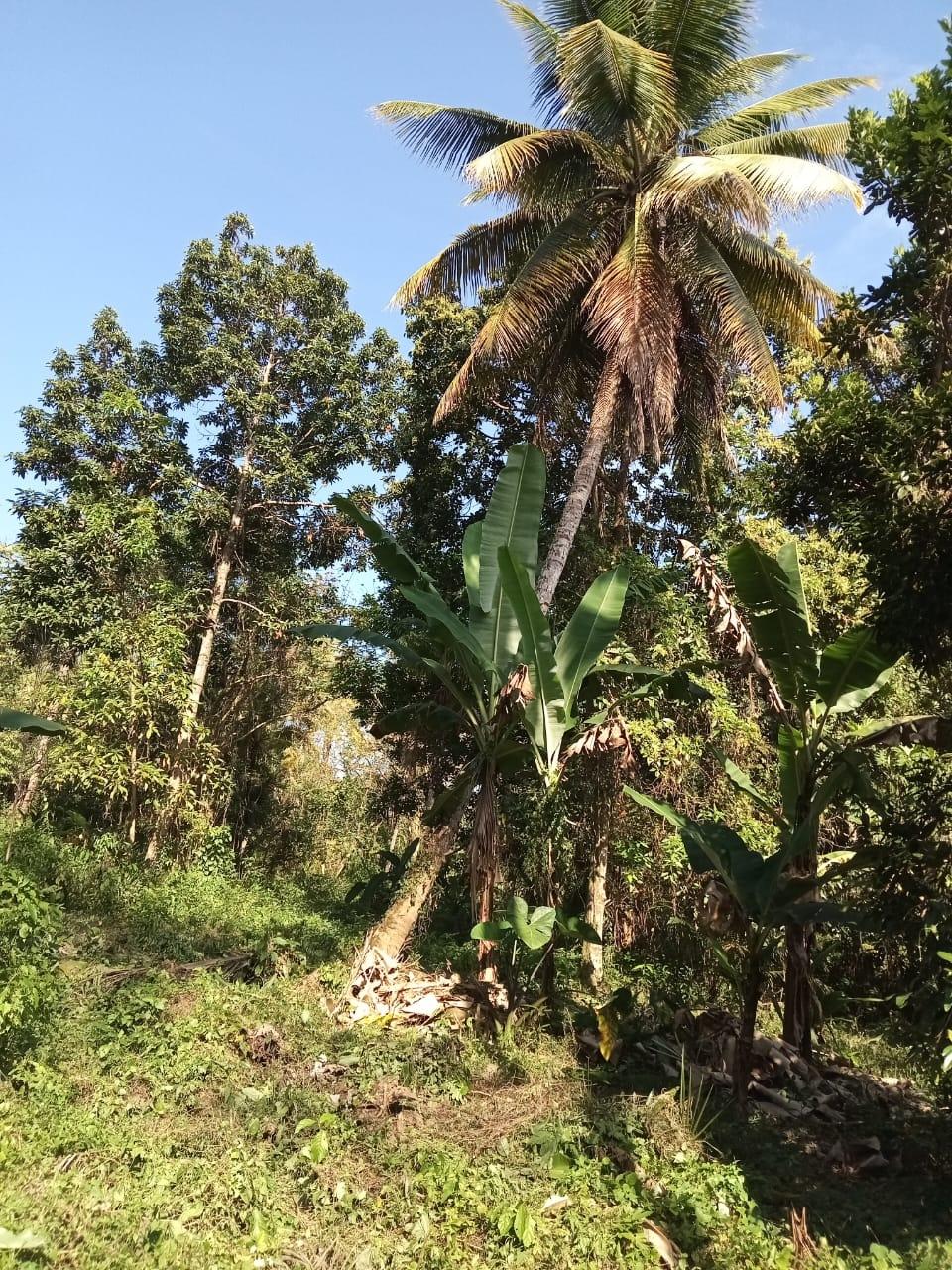 17-Acres-of-Prime-Residential-Development-Land-for-Sale-in-Elysium-Jamaica Seventh image of 6 Paradise Estate , Elysium in Hope Bay, Portland, Jamaica - property is For Sale