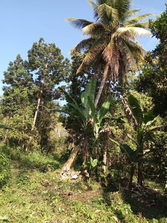 Ninth image of 6 Paradise Estate , Elysium in Hope Bay, Portland, Jamaica - property is For Sale