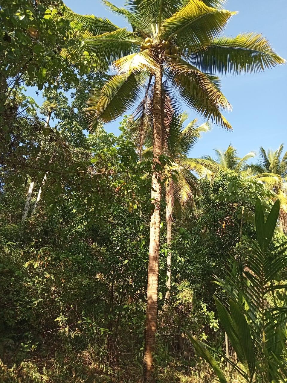 17-Acres-of-Prime-Residential-Development-Land-for-Sale-in-Elysium-Jamaica Tenth image of 6 Paradise Estate , Elysium in Hope Bay, Portland, Jamaica - property is For Sale