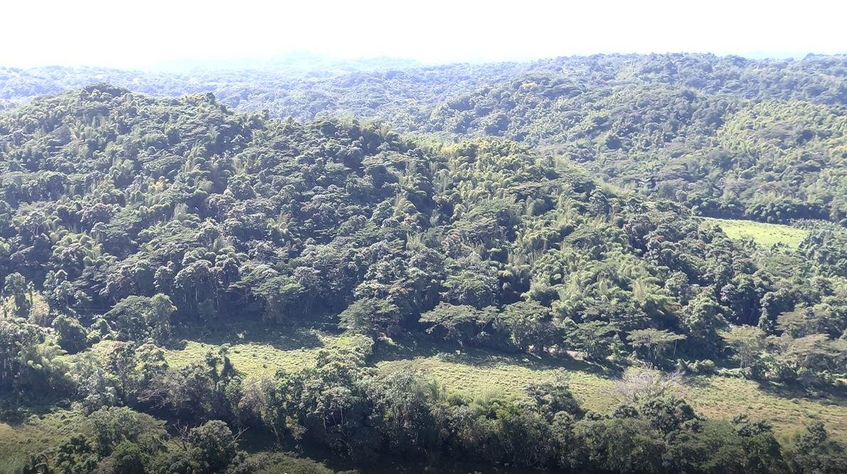 Third image of Cocoa Farm, Davis Cove in Dias, Hanover, Jamaica - property is For Sale