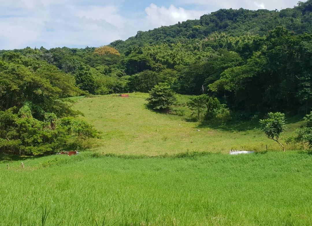 Fourth image of Cocoa Farm, Davis Cove in Dias, Hanover, Jamaica - property is For Sale