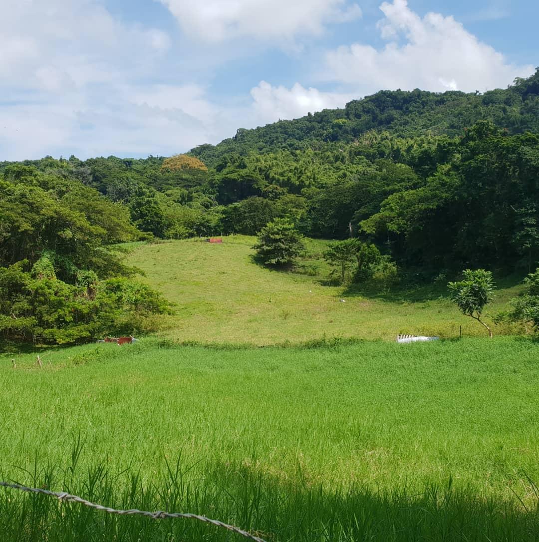 Fourth image of Cocoa Farm, Davis Cove in Dias, Hanover, Jamaica - property is For Sale