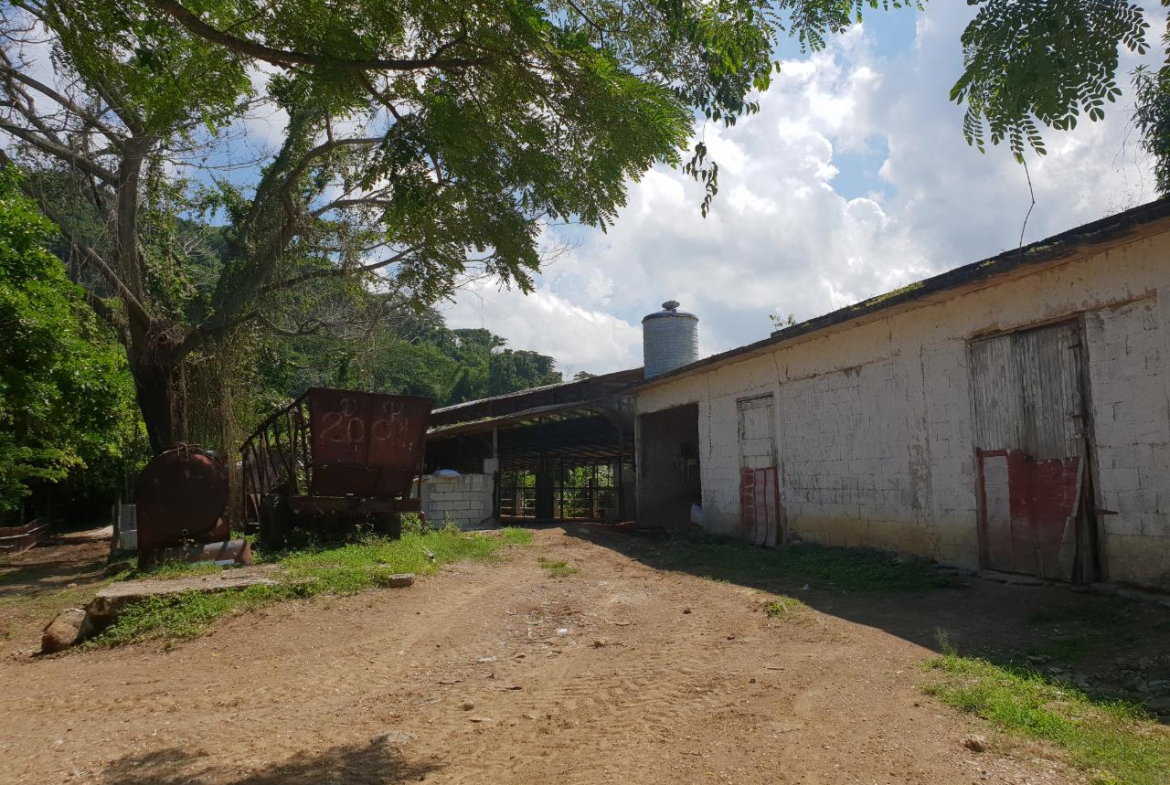 Fifth image of Cocoa Farm, Davis Cove in Dias, Hanover, Jamaica - property is For Sale