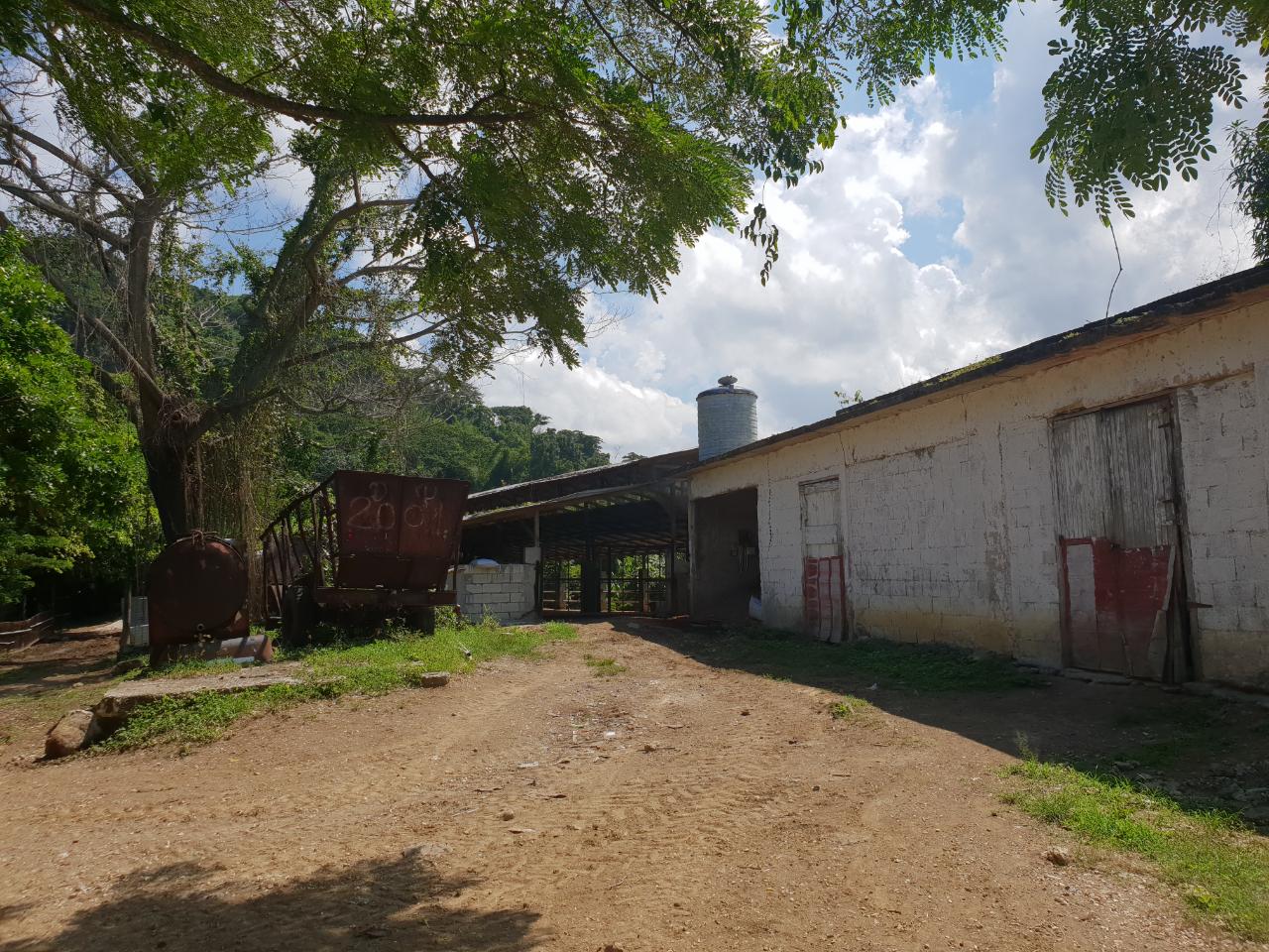 Fifth image of Cocoa Farm, Davis Cove in Dias, Hanover, Jamaica - property is For Sale