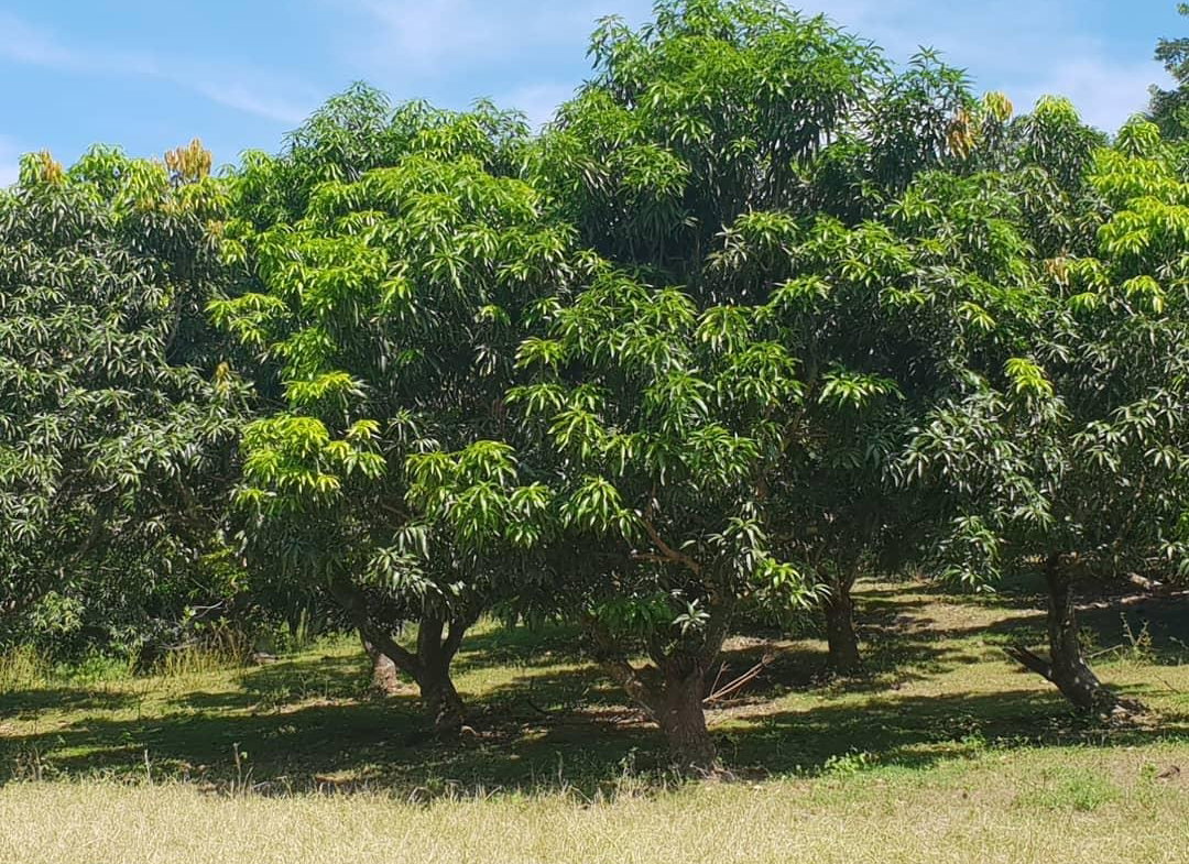 Sixth image of Cocoa Farm, Davis Cove in Dias, Hanover, Jamaica - property is For Sale