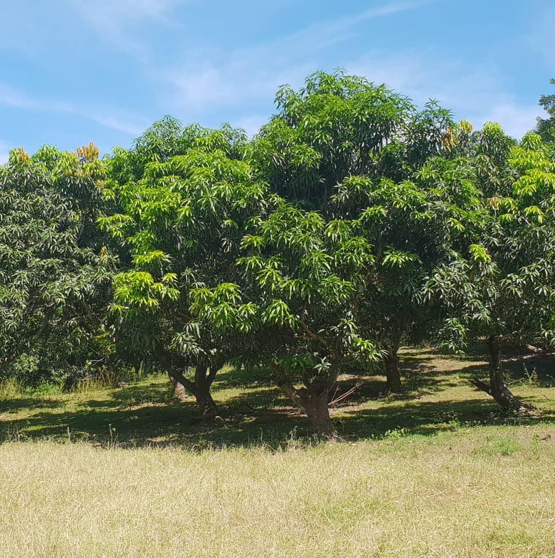 Sixth image of Cocoa Farm, Davis Cove in Dias, Hanover, Jamaica - property is For Sale